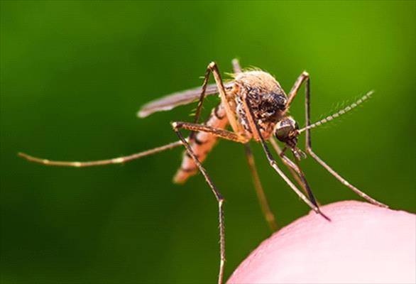 Mosquito Control Kitchener
