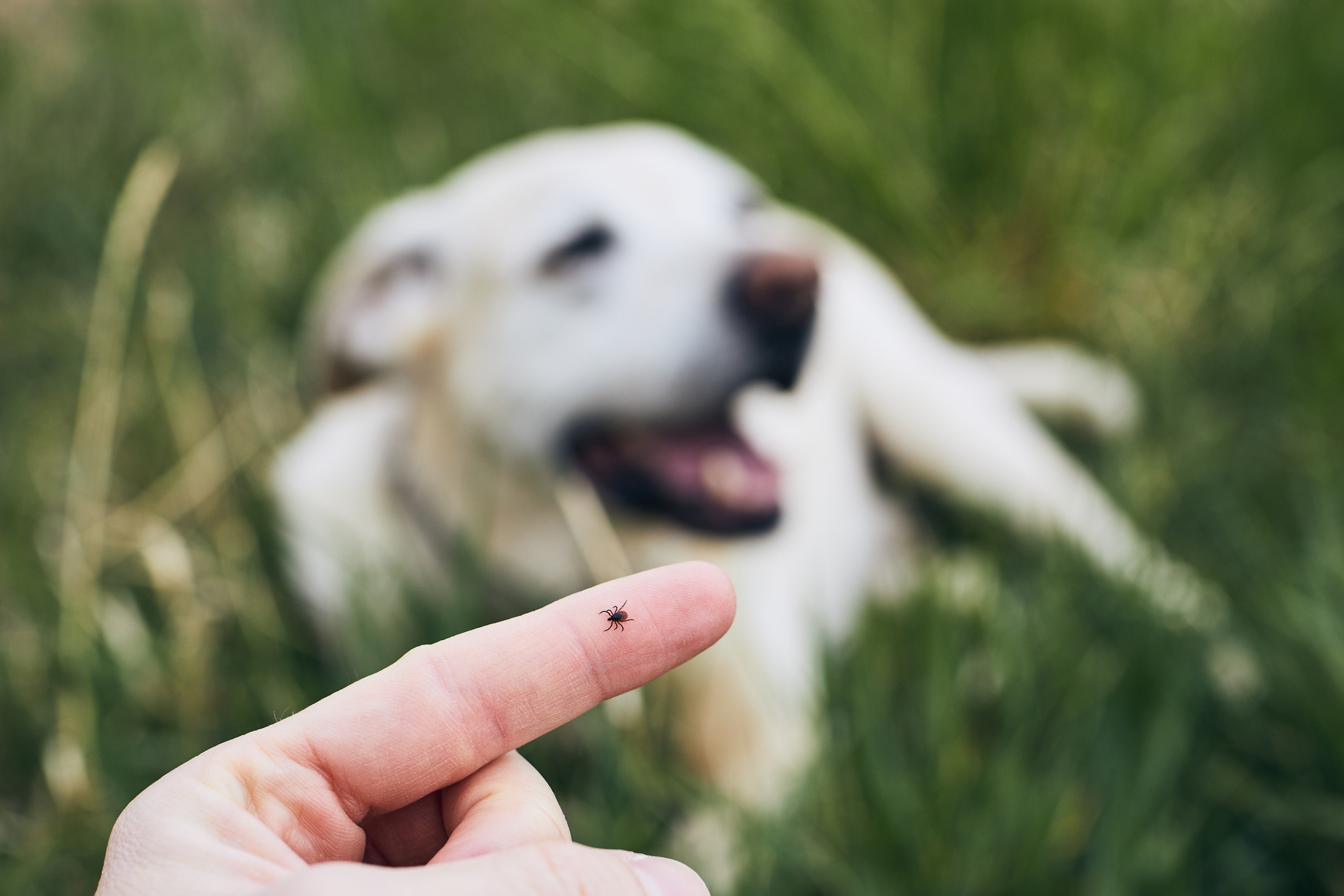 Protecting pets from Ticks